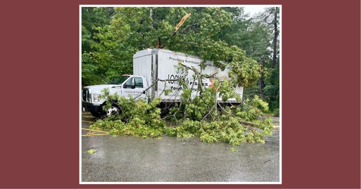 photo of loaves & Fishes box truck with an oak tree on top of it